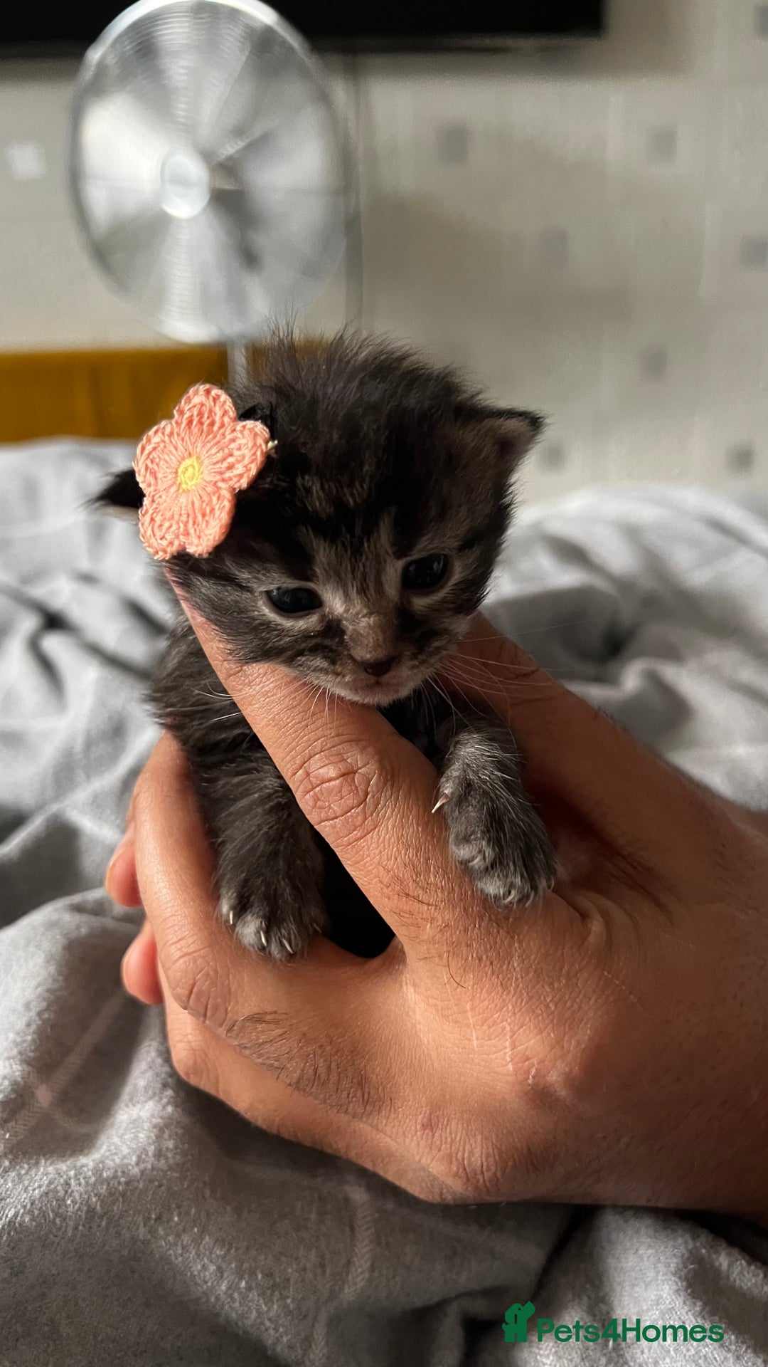 LaPerm cats for sale: Long Coat Laperm kittens - Image 8