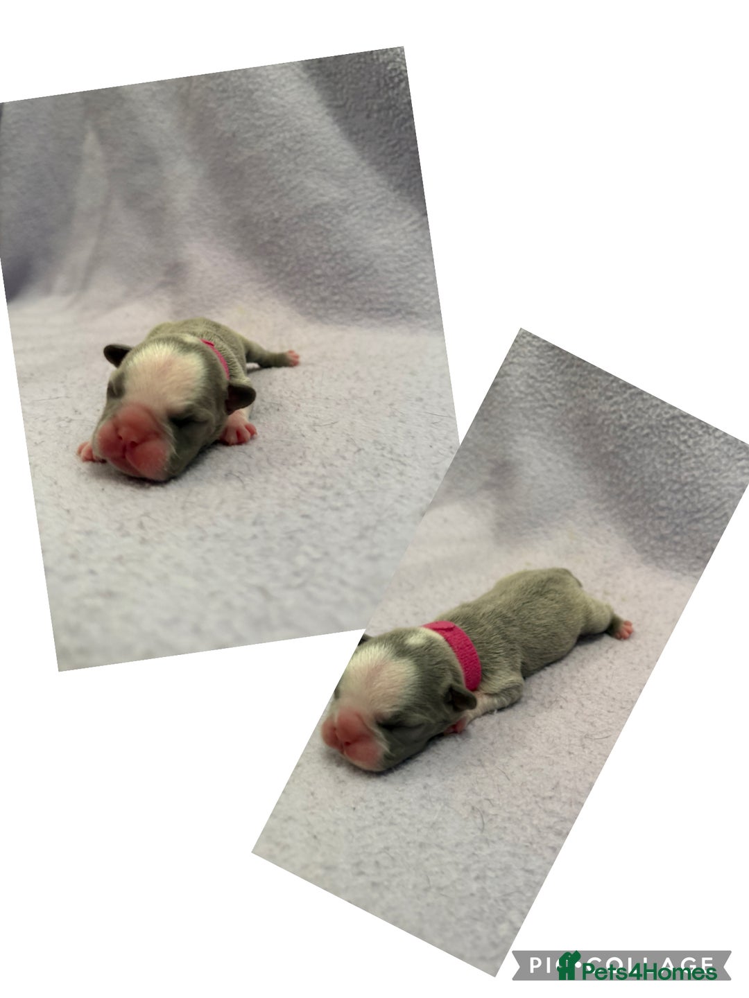 French Bulldog dogs for sale: Beautiful KC registered French Bulldog puppies - Advert 17