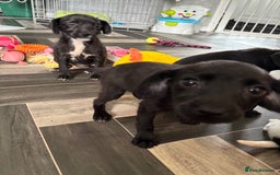 Patterjack dogs for sale: 4 lovely patterjacks  - Image 18