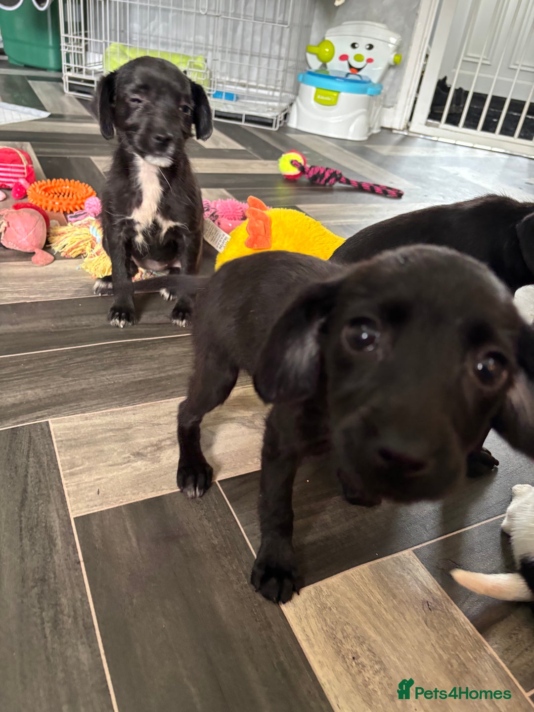 Patterjack dogs for sale: 4 lovely patterjacks  - Image 18