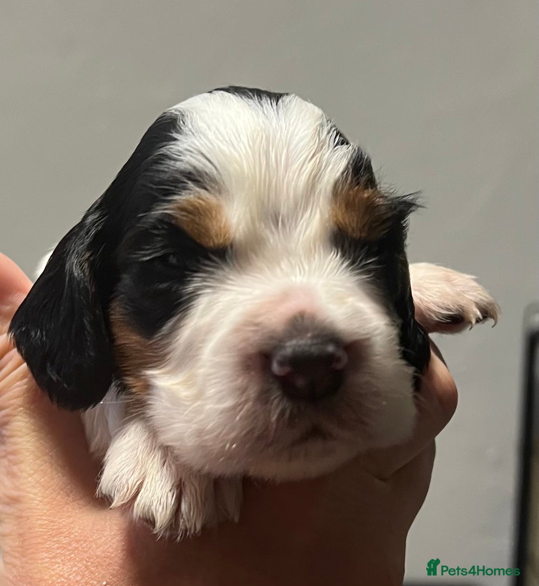 Cocker Spaniel dogs for sale: KC COCKER PUPS TRI BLACK TAN WHITE RED HEALTH TEST - Image 9
