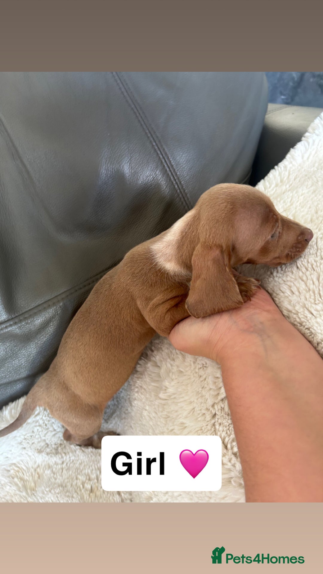 Miniature Dachshund dogs for sale: Miniature dachshund - Image 2