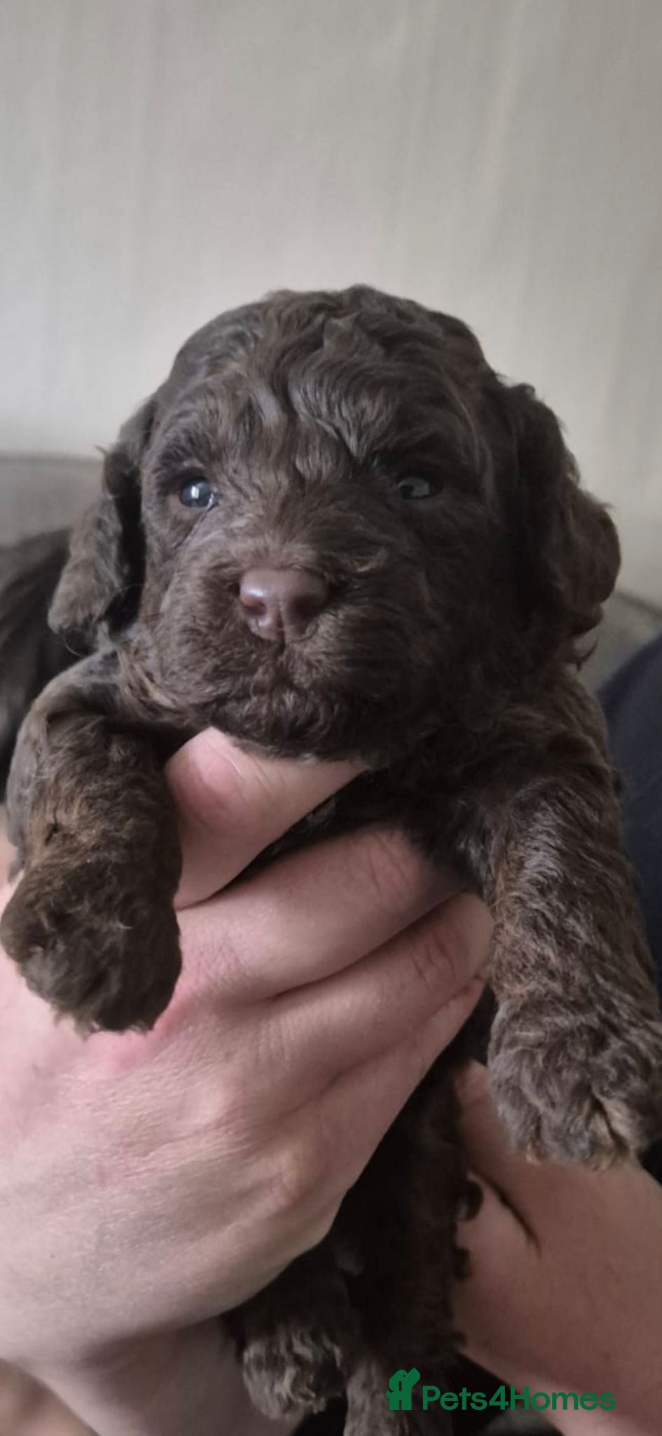 Cockapoo dogs Beautiful F1b Minature Cockapoos - Advert 2