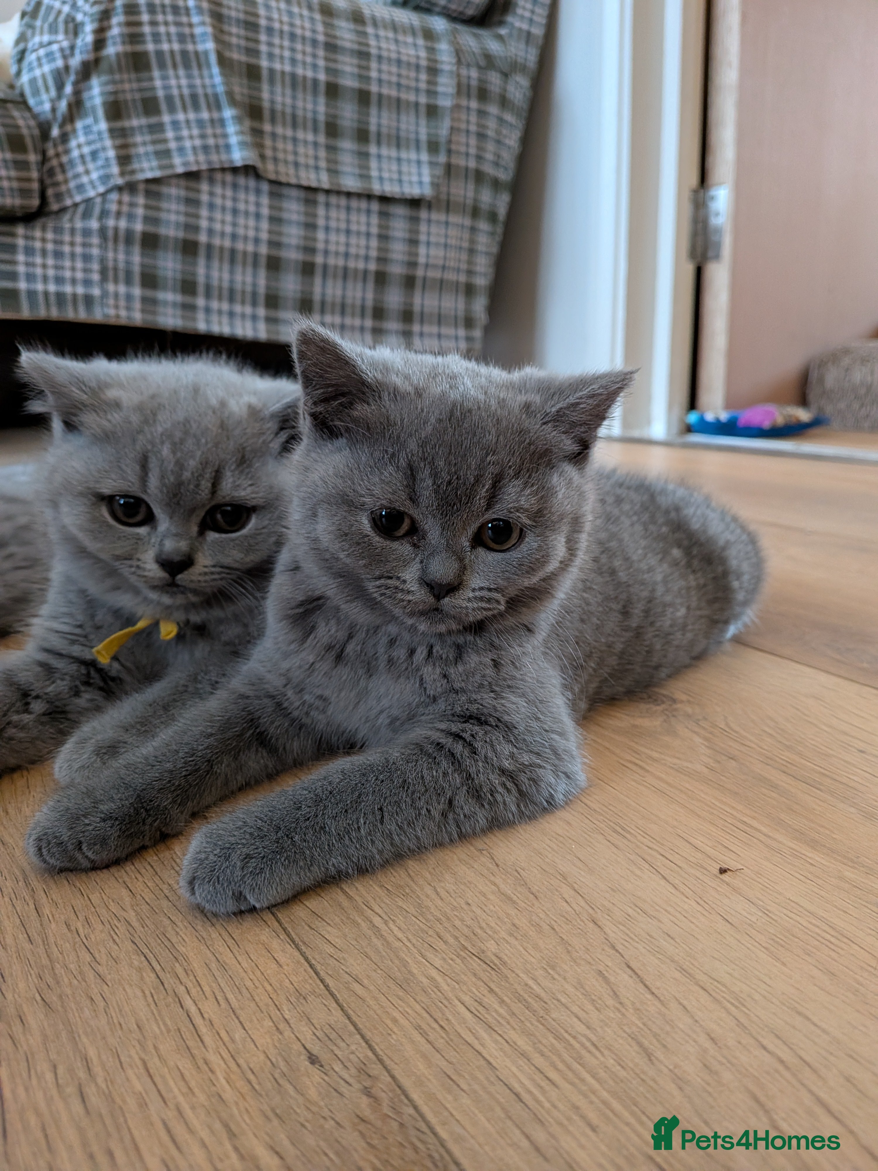British Shorthair cats Beautiful British Shorthair kittens GCCF reg - Advert 9