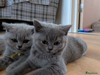 British Shorthair cats Beautiful British Shorthair kittens GCCF reg - Advert 9