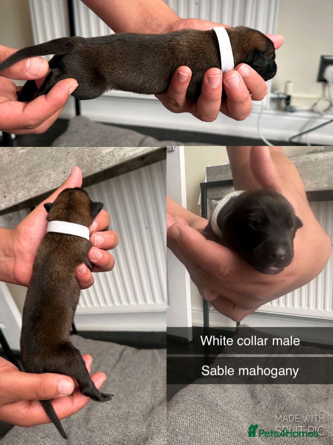 Belgian Shepherd Dog dogs for sale: JOKERLampak9🔥Narla VVk9🔥 belgian Malinois puppys - Image 10