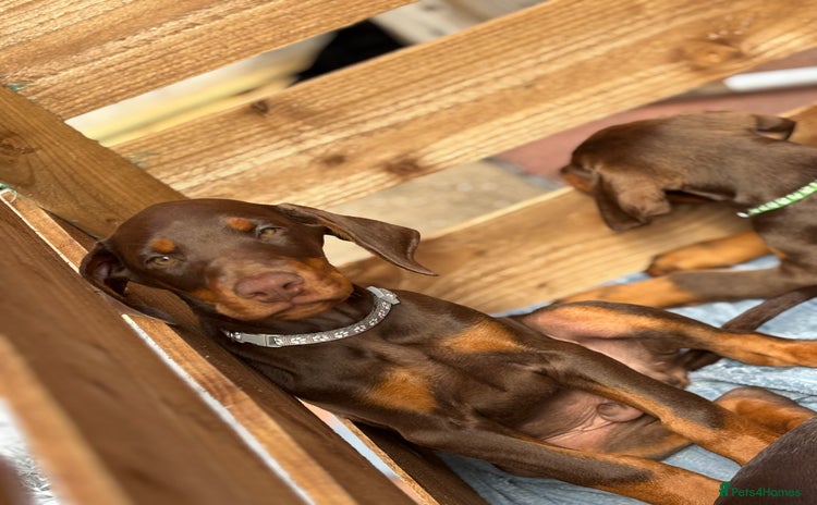 Dobermann dogs - Advert 2