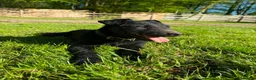 Patterdale Terrier dogs for sale: Male patterdale terrier - Advert 4