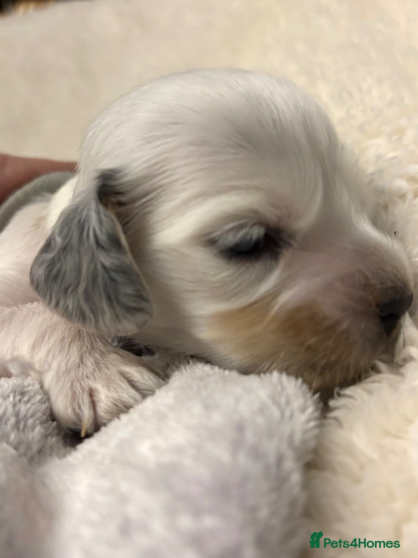 Cocker Spaniel dogs Perfect puppies bred for health & temperament - Advert 2