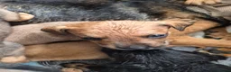 Mixed Breed dogs for sale: Mixed breed puppies  - Advert 9