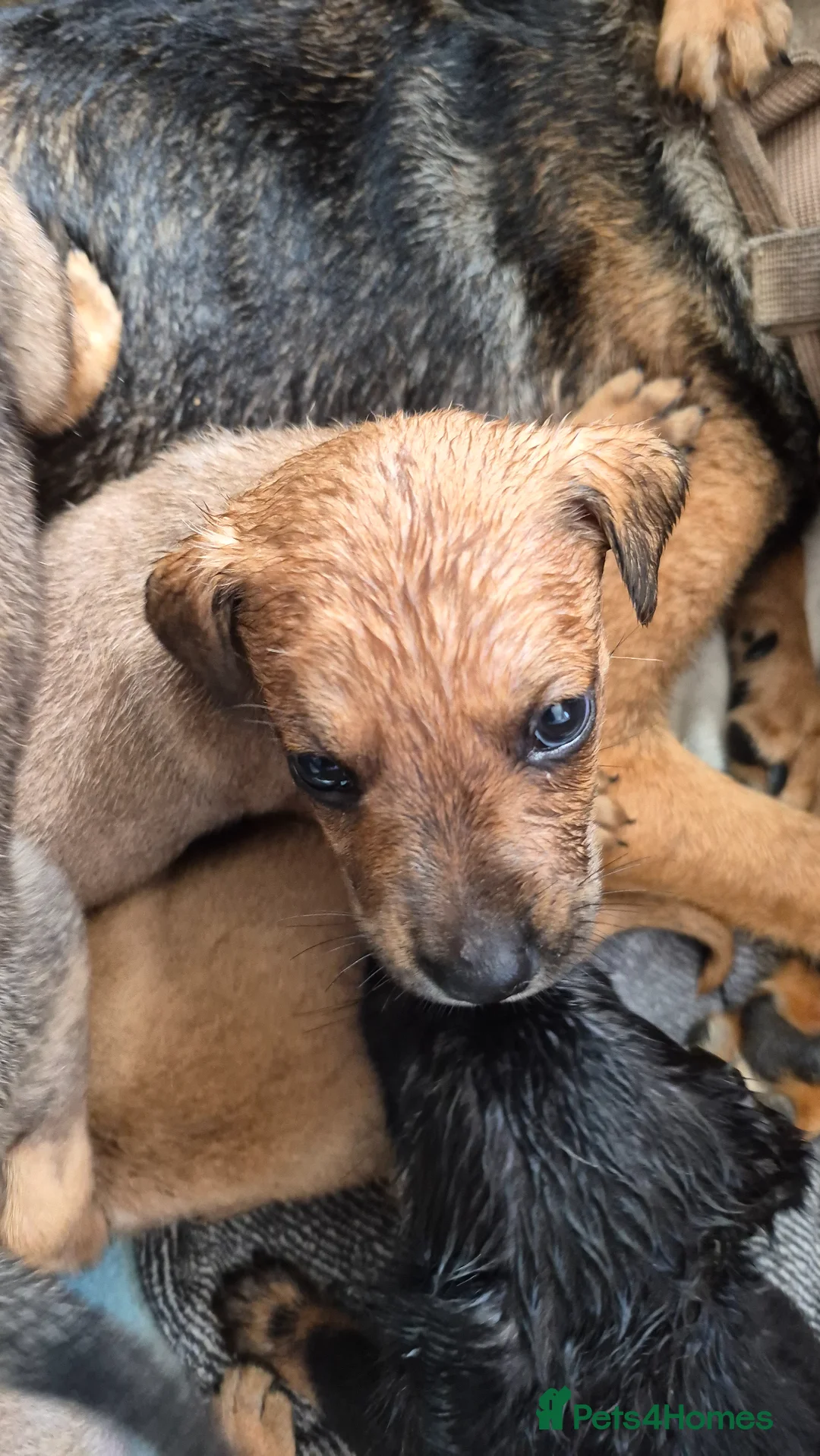 Mixed Breed dogs for sale: Mixed breed puppies  - Advert 9