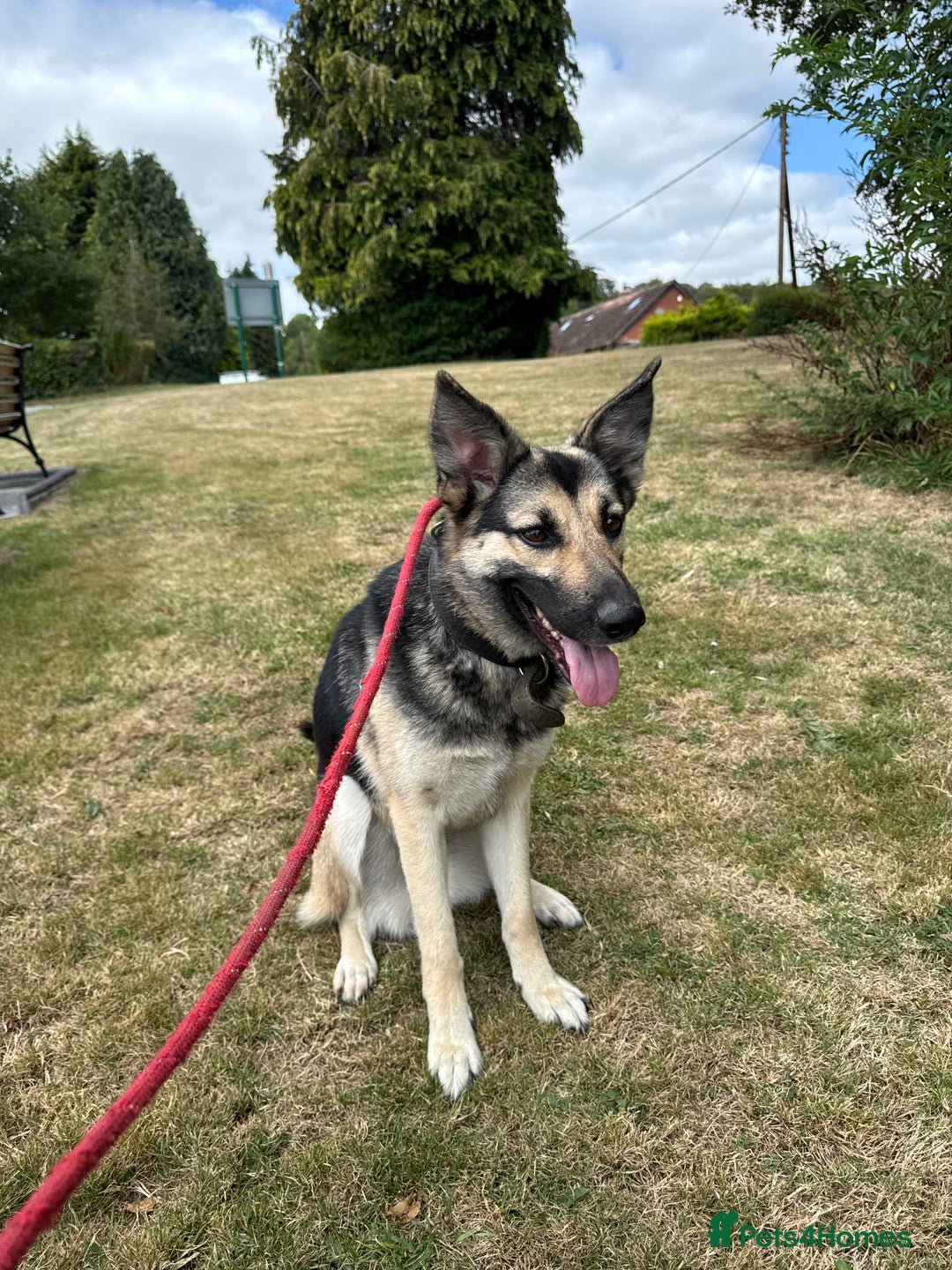 Mixed Breed dogs for sale: Gsd Cross – Looking for a Loving, Experienced Home - Image 2