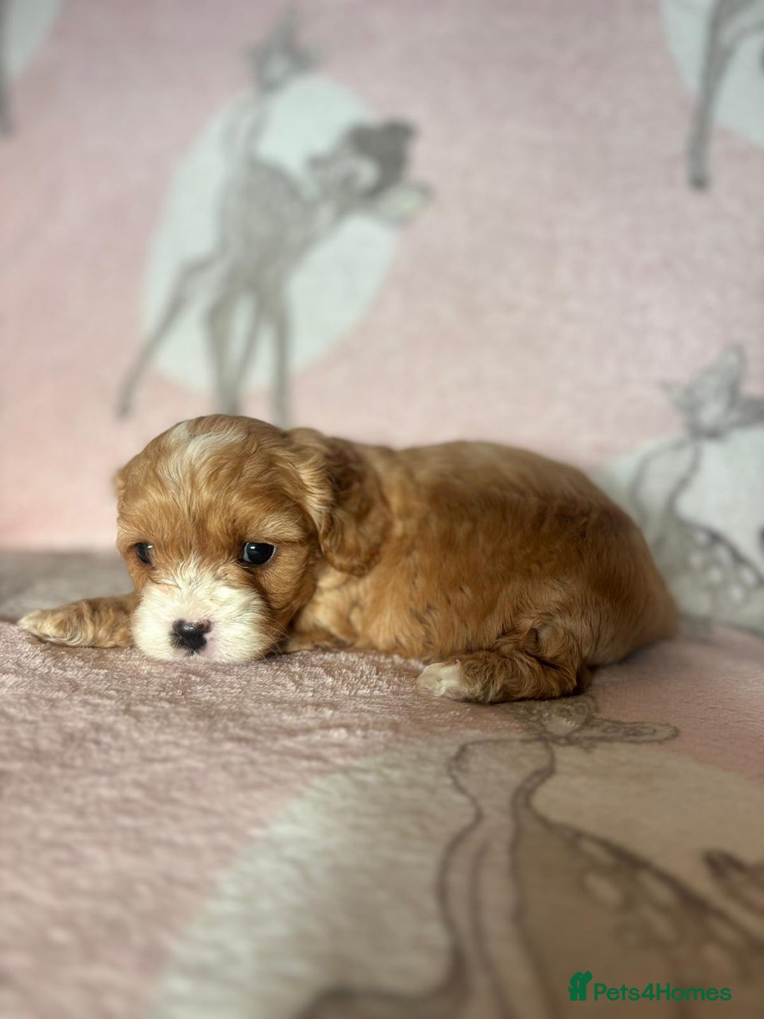 Cavapoo dogs for sale: Stunning Cavapoo puppies from family home  - Advert 4