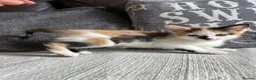 Mixed Breed cats for sale: Beautiful Kittens - Advert 10