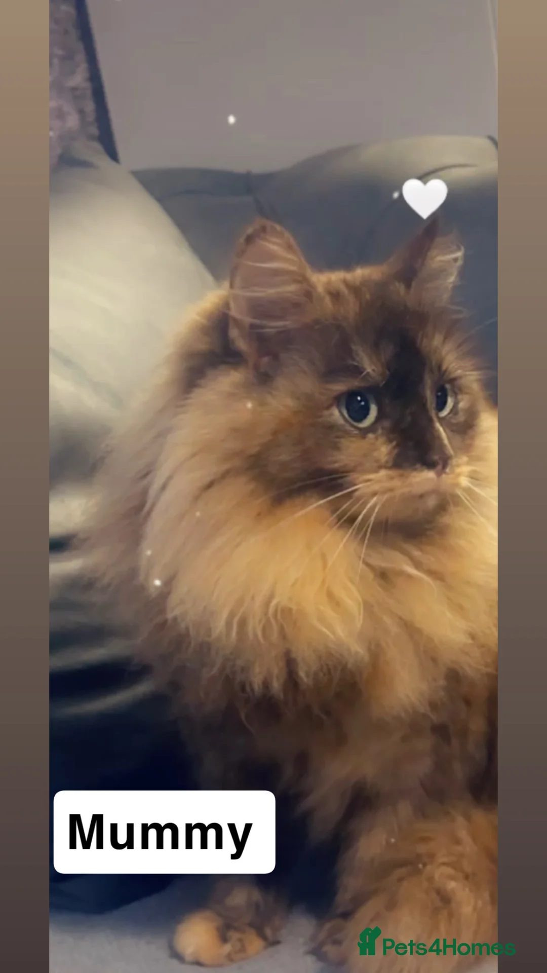 Mixed Breed cats for sale: Mixed breed kittens  - Advert 1
