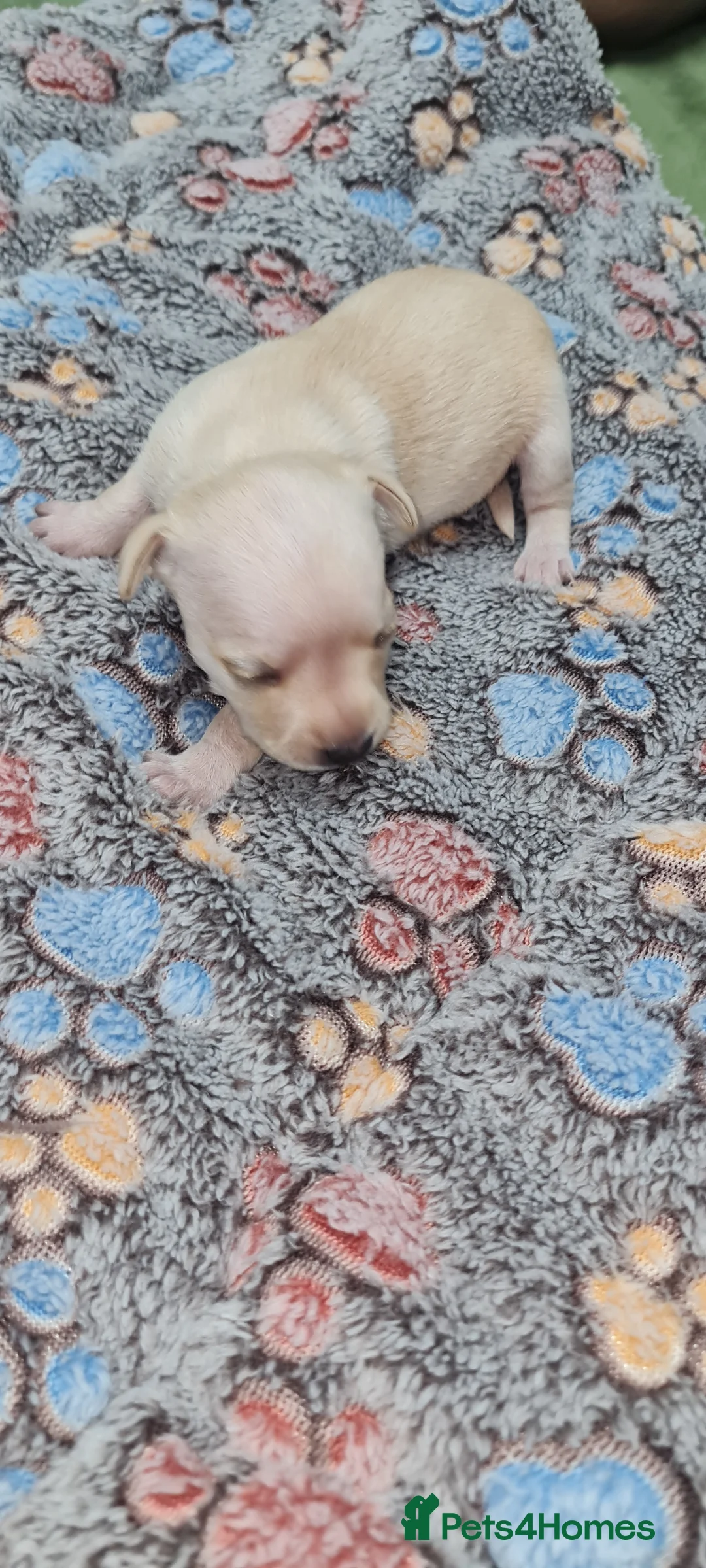 Mixed Breed dogs for sale: Beautiful chihuahua mix puppies - Advert 20