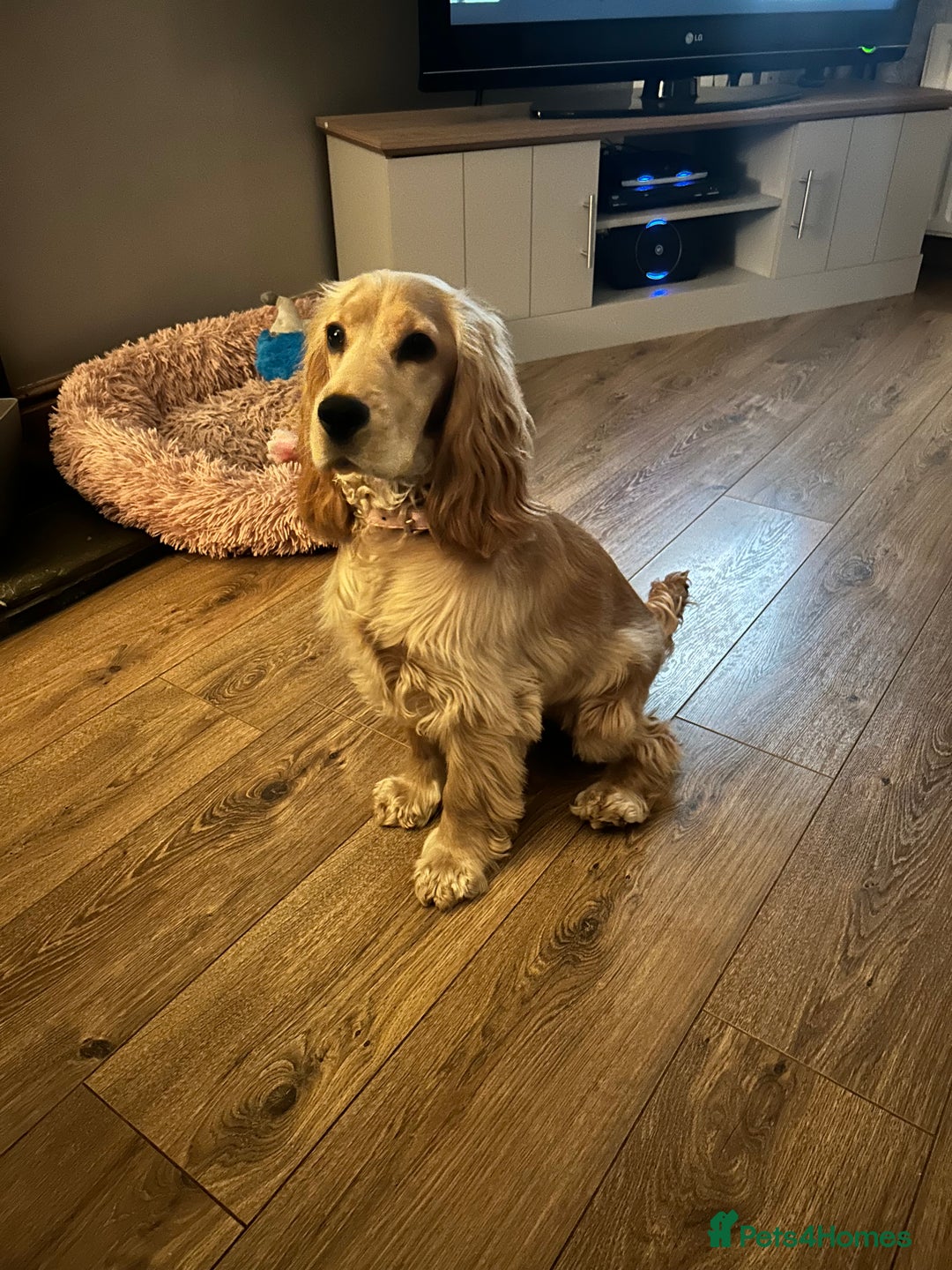 Cocker Spaniel dogs for sale: Cocker Spaniel Litter Due 🐾 - Advert 11
