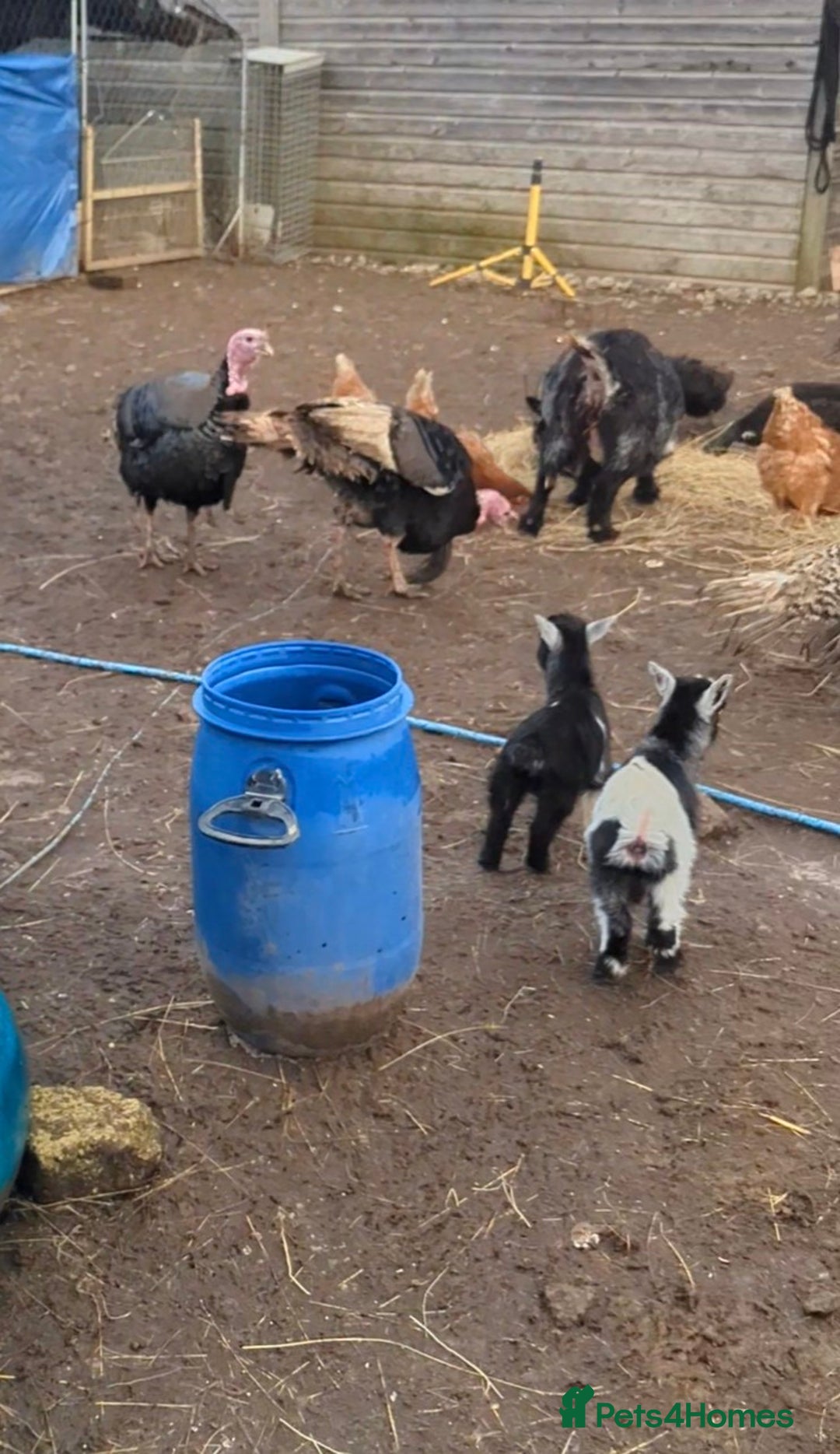 Goats livestock for sale: Nigerian Pygmy Goats for sale x 10 - Advert 6