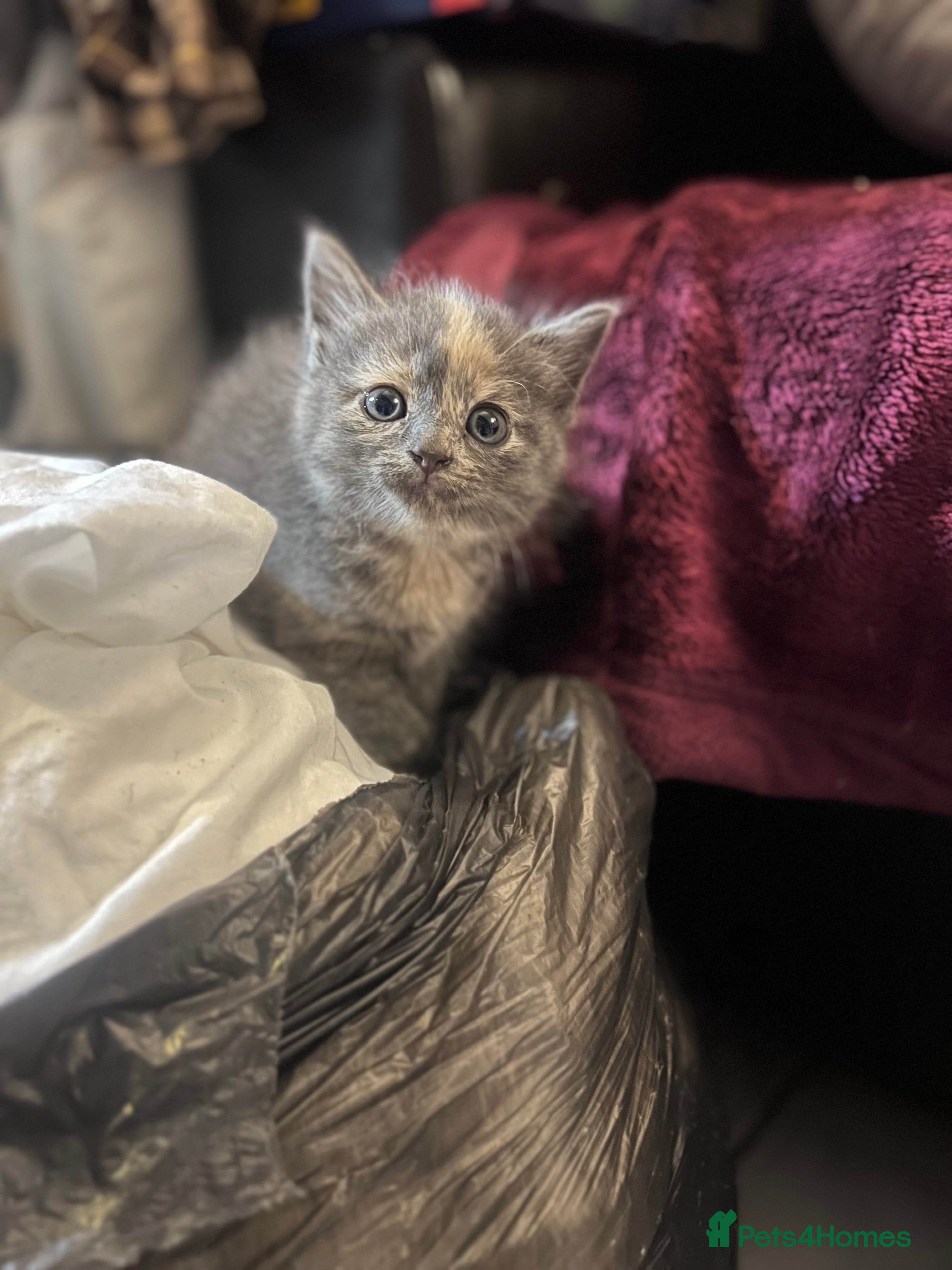 Mixed Breed cats Beautiful Persian Mix Kittens – 4 Boys & 3 Girls - Advert 2