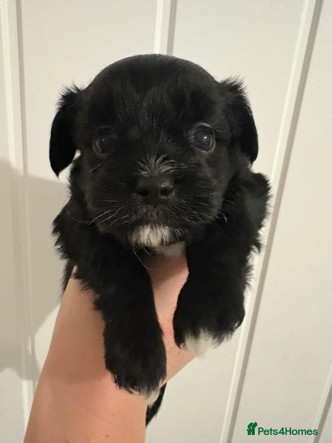 Mixed Breed dogs for sale: Puppies for sale  - Advert 5