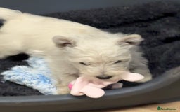 West Highland Terrier dogs for sale: Stunning West Highland White Terrier Babies - Image 20