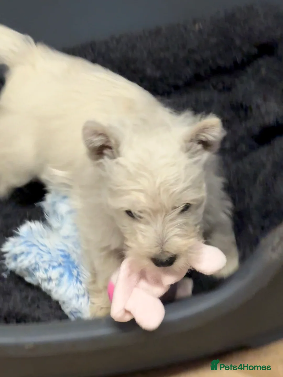 West Highland Terrier dogs for sale: PRICE REDUCED !!! 1 BOY AVAILABLE !!! - Advert 20