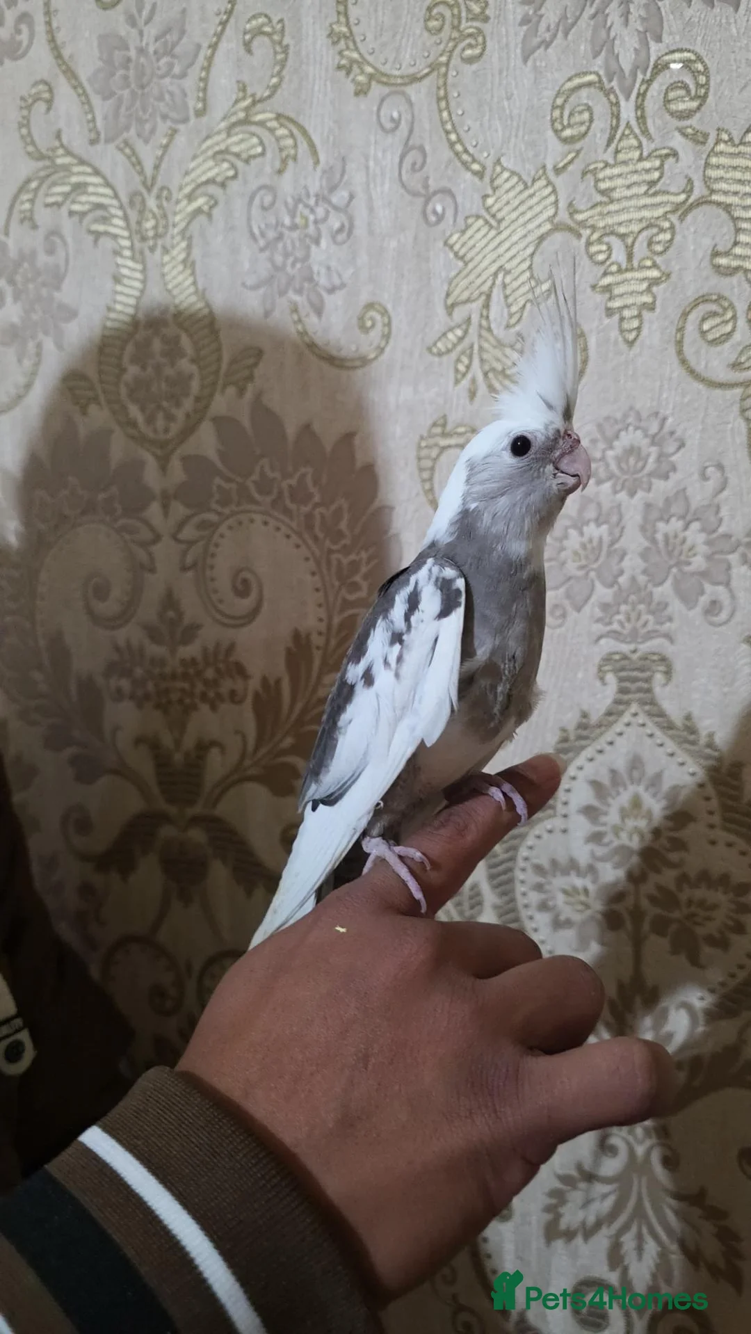 Cockatiels birds for sale: Hand Tamed Baby Cockatiels Super Friendly foe sale - Advert 15
