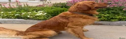 Golden Retriever dogs for sale: 🐾💛 Golden retriever puppies available 💛🐾 - Advert 5