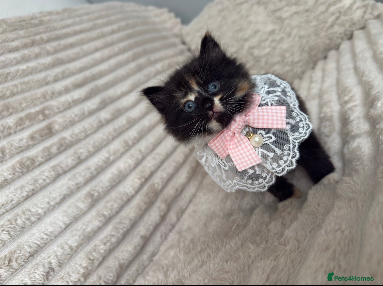 Mixed Breed cats Sweet kittens are looking for a new home. - Advert 7