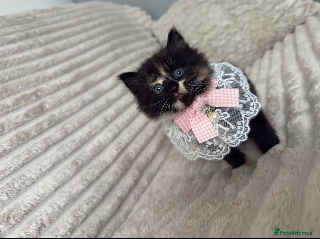 Mixed Breed cats for sale: Sweet kittens are looking for a new home. - Advert 1