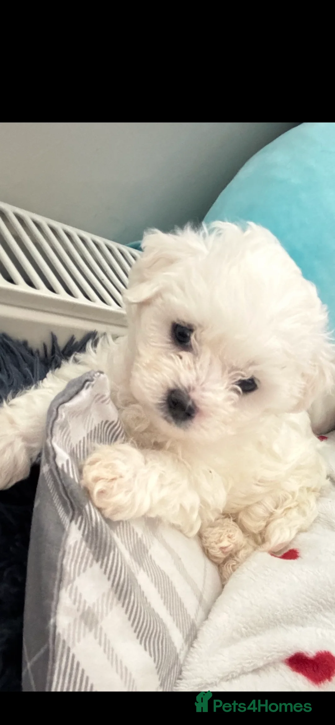 Maltipoo dogs for sale: 🐾 Maltipoo puppy’s 🐾  - Advert 6