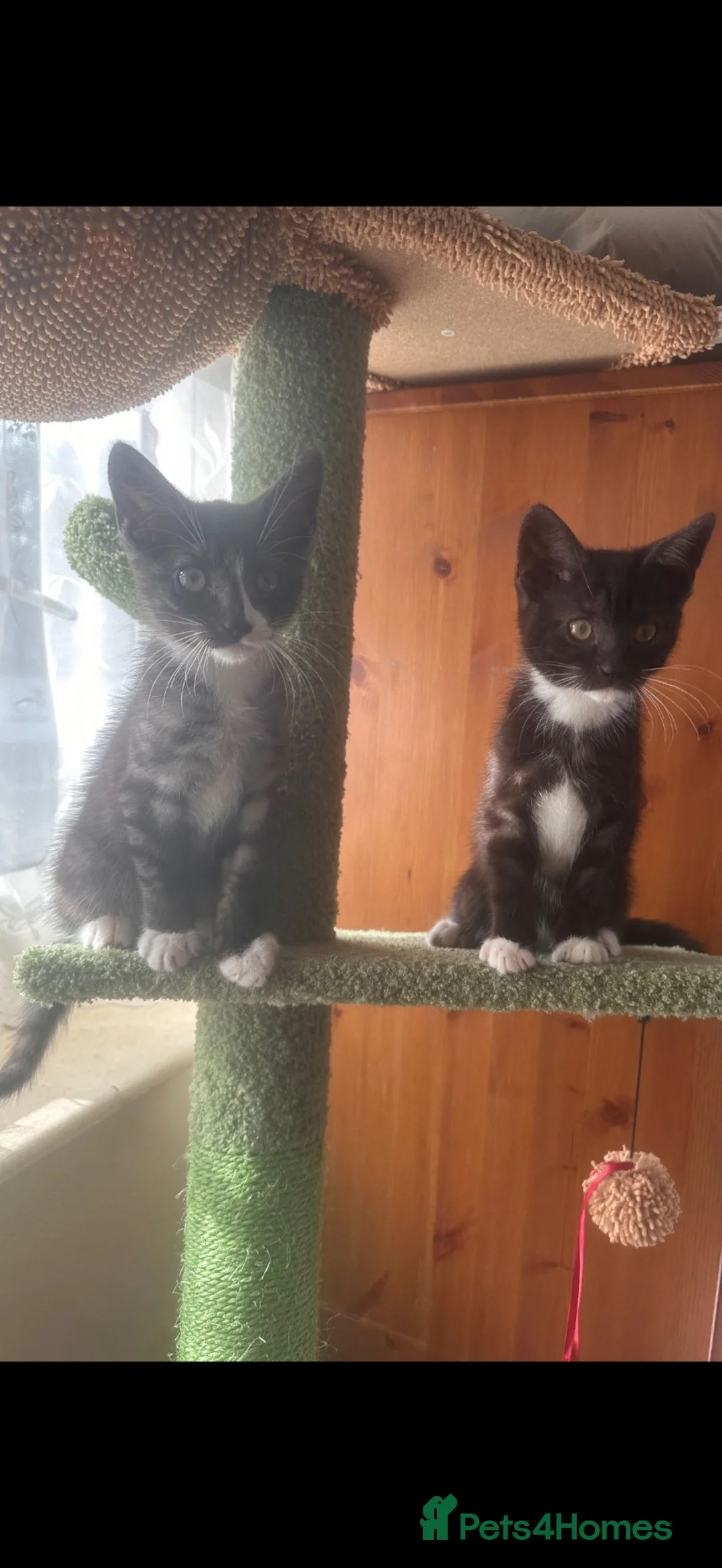 Mixed Breed cats for sale: Beautiful playful loving kittens  - Advert 1