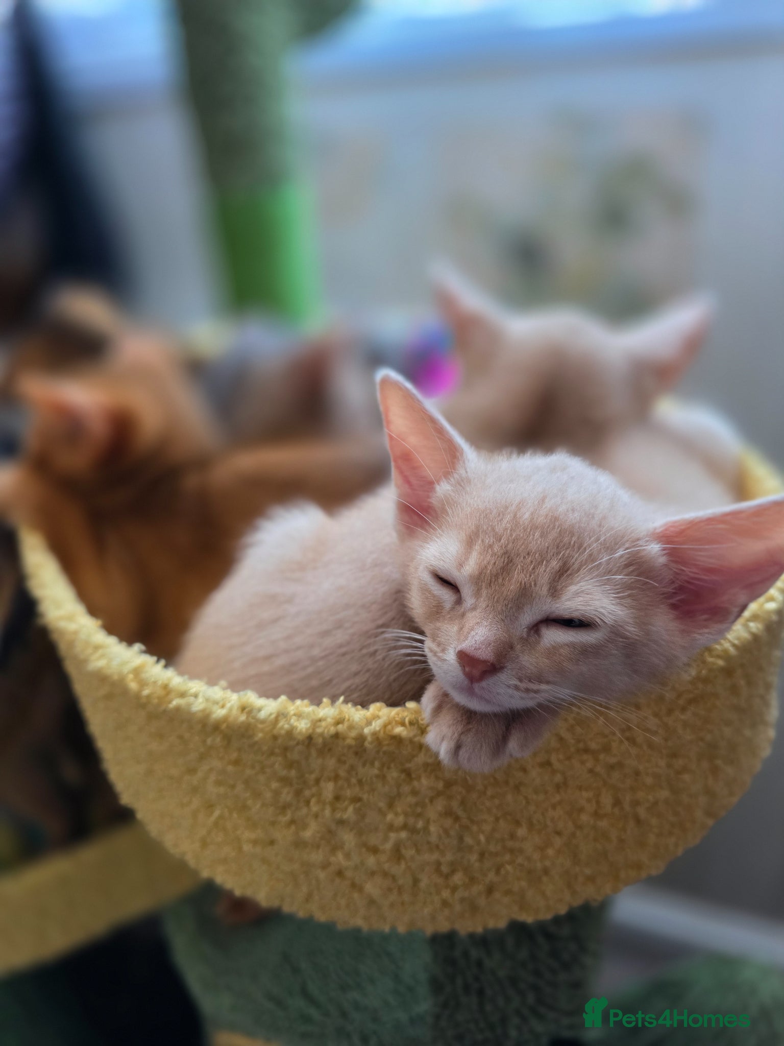 Abyssinian cats for sale: Beautiful Aby kitten just 2 left - Advert 2