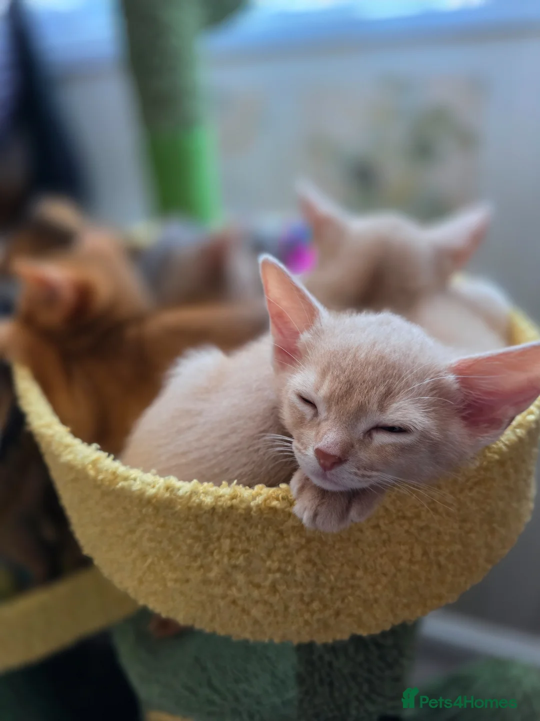 Abyssinian cats for sale: Beautiful Aby kitten just 2 left - Advert 1
