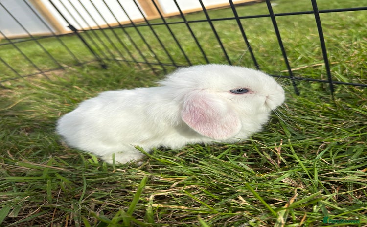 Mini Lop rabbits - Advert 1