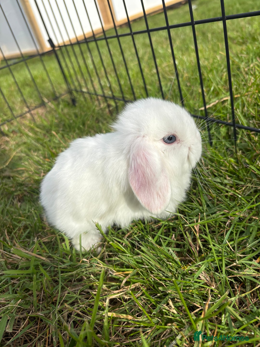 Mini Lop rabbits for sale: Adorable mini lop babies - Image 1