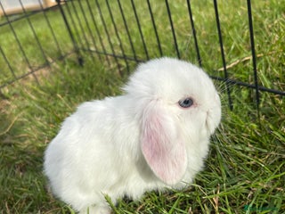 Mini Lop rabbits - Advert 23
