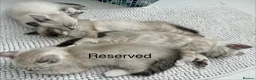 Snowshoe cats for sale: Beautiful Snowshoe x Ragdoll Cross Kittens 🐾 in Bournemouth - Advert 2