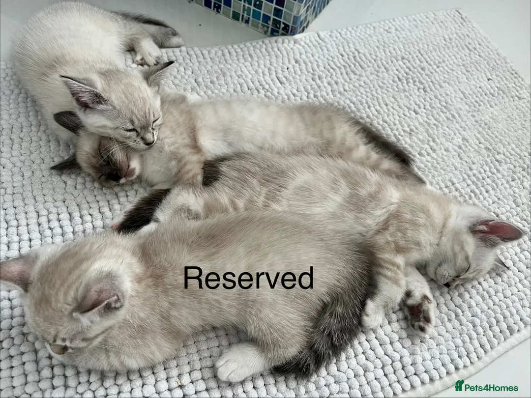 Snowshoe cats for sale: Beautiful Snowshoe x Ragdoll Cross Kittens 🐾 in Bournemouth - Advert 2