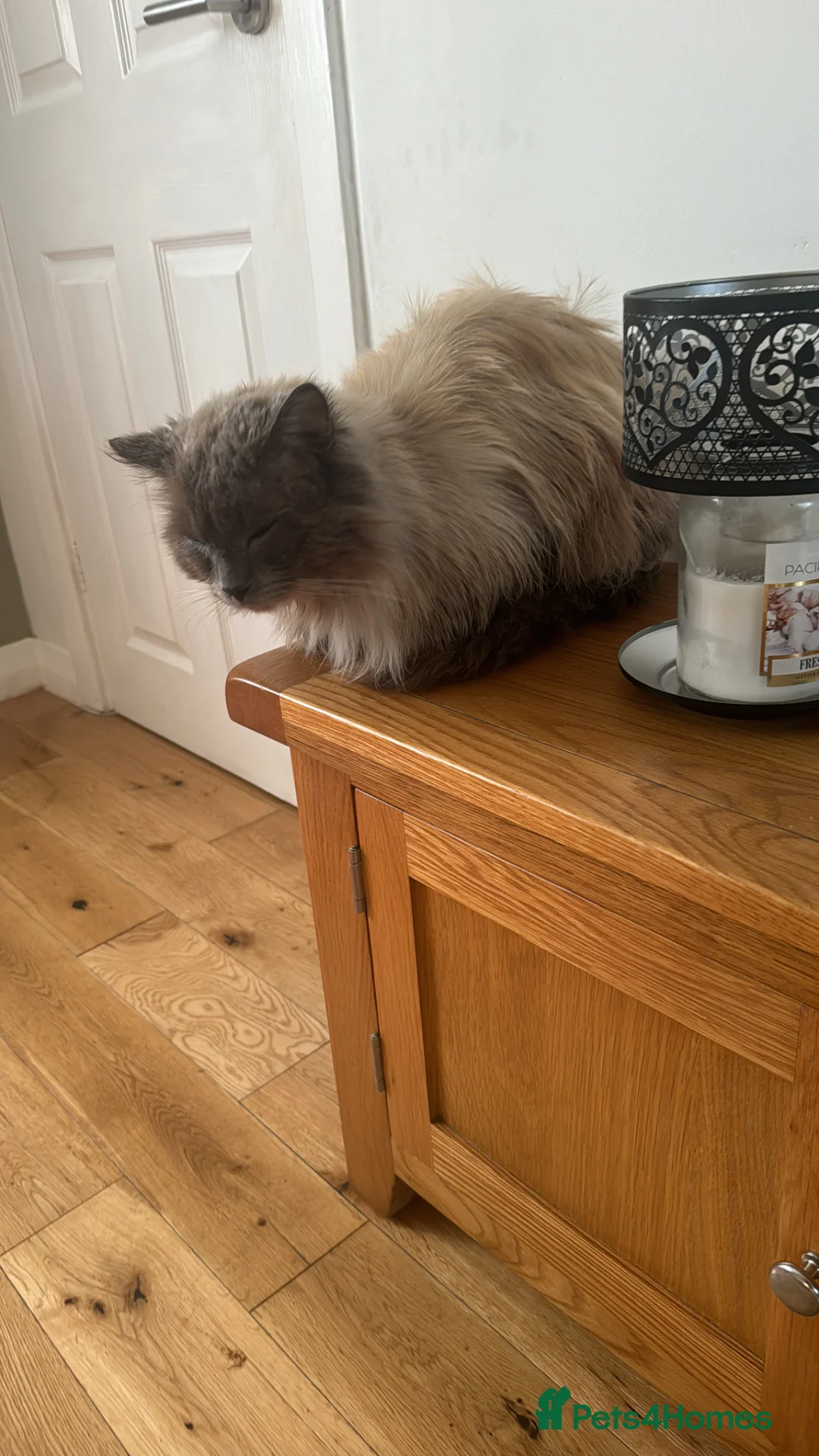 Ragdoll cats for sale: Radgoll  - Advert 2