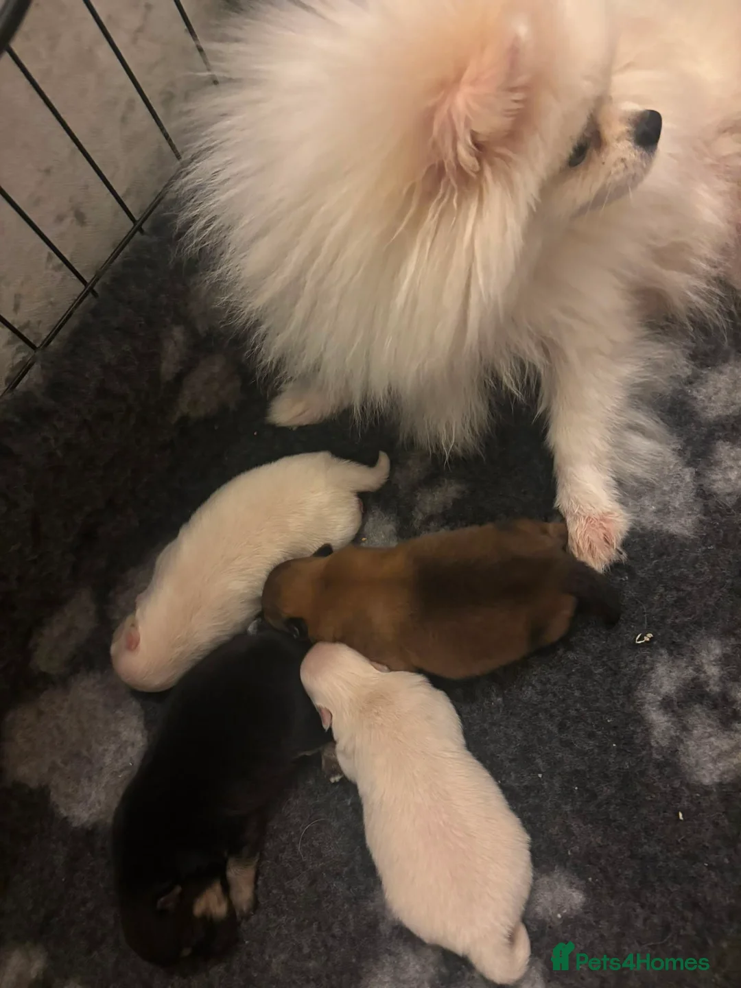 Pomeranian dogs for sale: Pomeranians  - Advert 2