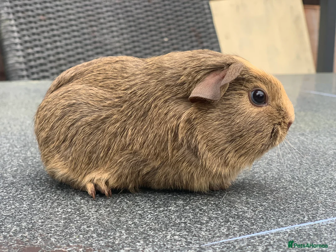 Guinea Pig rodents for sale: Bugsey is the last one left!  - Advert 1