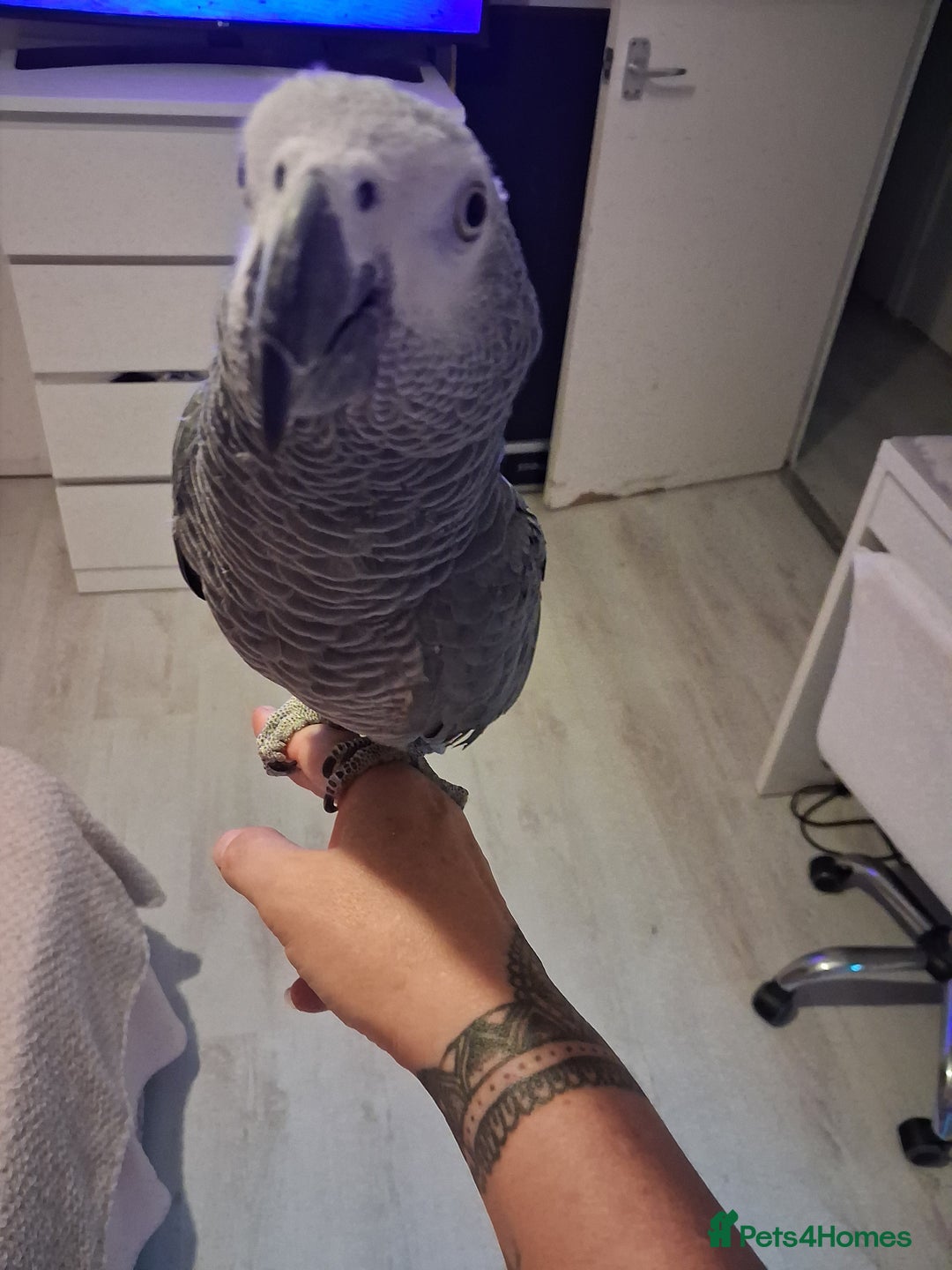 Parrots birds for sale: African Grey Parrot - Image 2