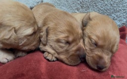 Labrador Retriever dogs for sale: KC Reg Labrador Puppies For Sale - Image 14