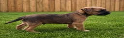 Border Terrier dogs for sale: Pure border terrier pups  - Advert 7