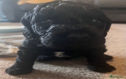 Cockapoo dogs for sale: 2 beautiful F2 cockapoos  - Image 2