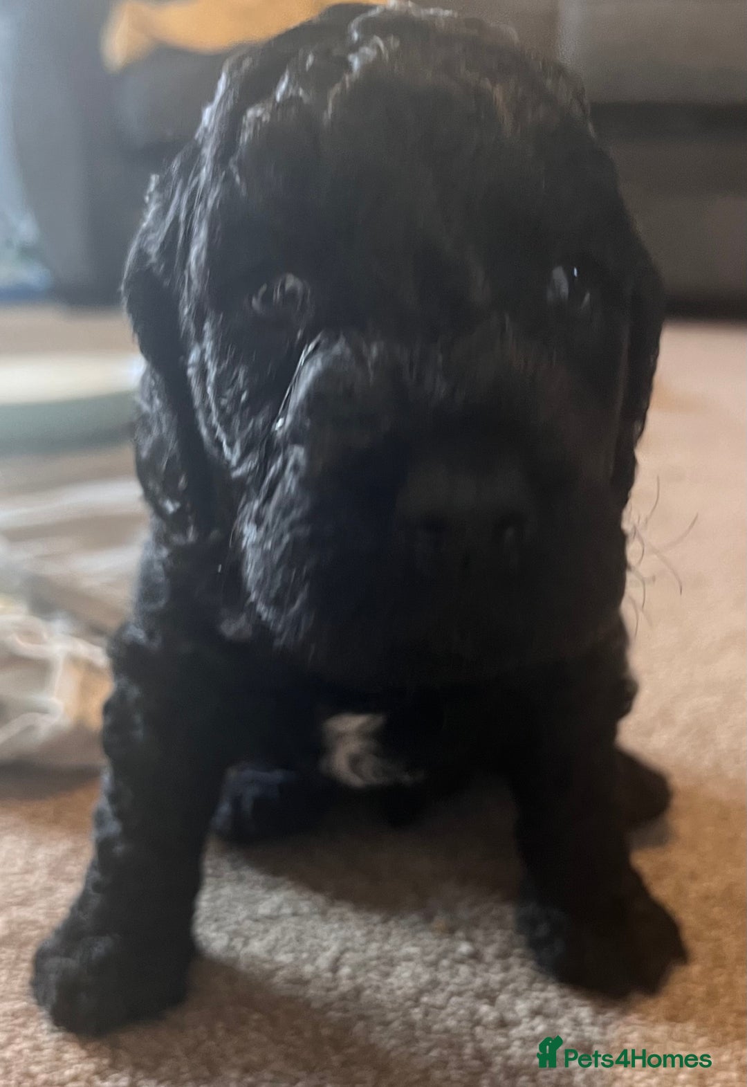 Cockapoo dogs for sale: 2 beautiful F2 cockapoos  - Image 2