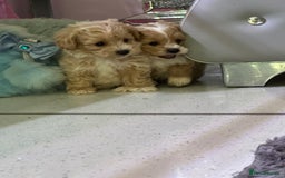 Maltipoo dogs for sale: Outstanding F1 Maltipoo Puppies - Image 20