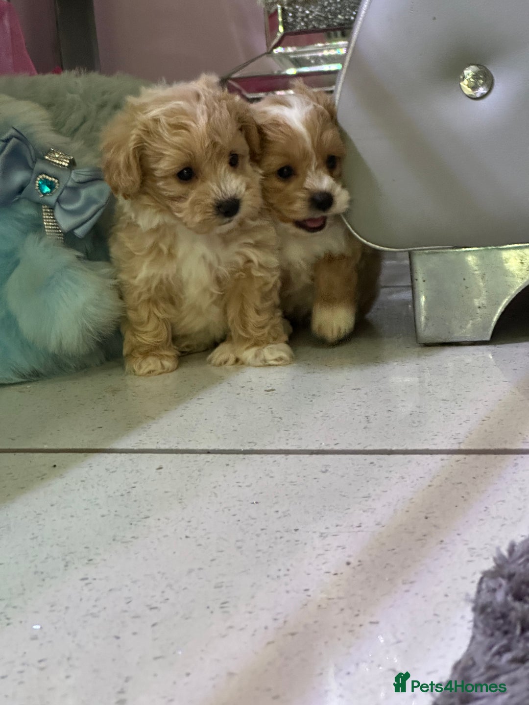 Maltipoo dogs for sale: Outstanding F1 Maltipoo Puppies - Image 20