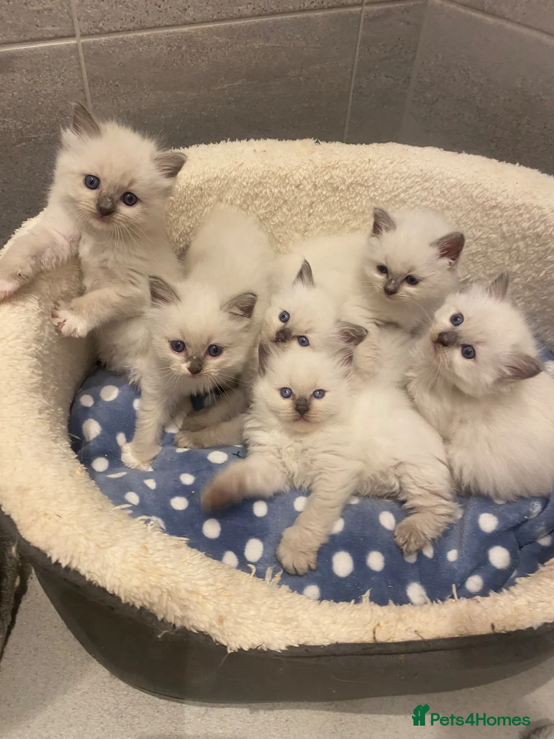 Ragdoll cats for sale: Beautiful Ragdolls😻 READY IN 2 WEEKS 😻 - Advert 2